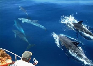 Rodeados de delfines